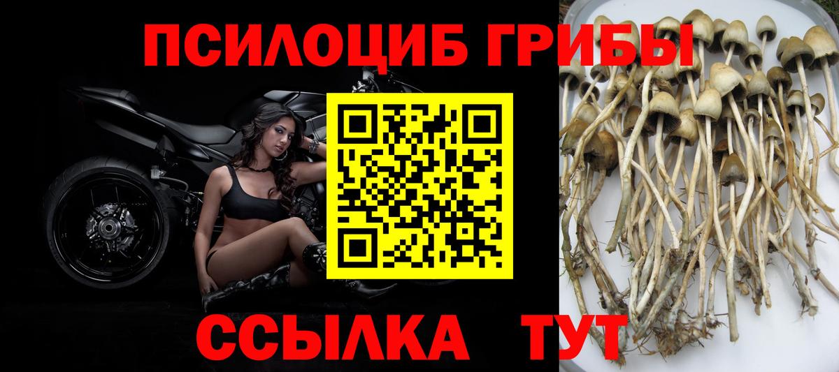Галлюциногенные грибы Cubensis Осинники